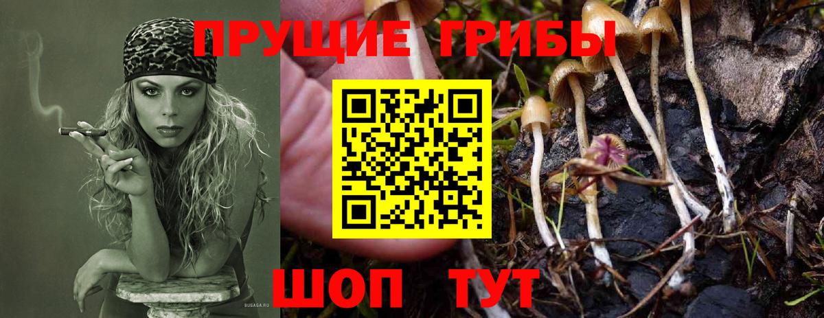 Галлюциногенные грибы Cubensis Саянск